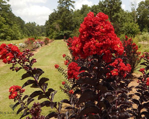 Obraz Lagerstroemia